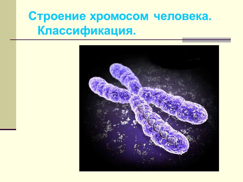 Хромосо́мы — нуклеопротеидные структуры в ядре эукариотической клетки, в которых сосредоточена бо́льшая часть наследственной